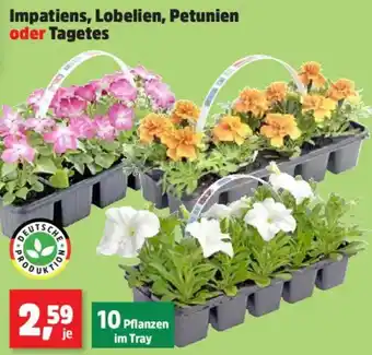 Thomas Philipps Impatiens, Lobelien, Petunien oder Tagetes Angebot