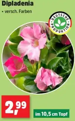 Thomas Philipps Dipladenia Angebot