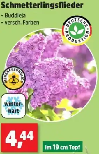Thomas Philipps Schmetterlingsflieder Angebot