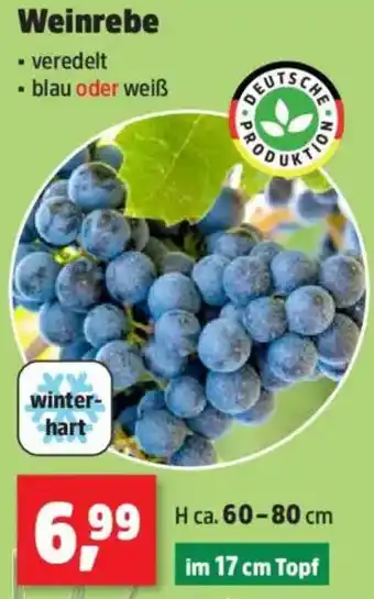Thomas Philipps Weinrebe Angebot