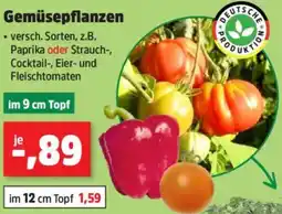 Thomas Philipps Gemüsepflanzen Angebot