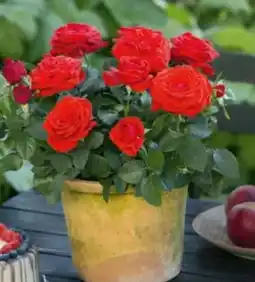 Hagebau Rosen Rosa Kordana Angebot