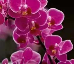 Hagebau Schmetterlingsorchidee Phalaenopsis Multiflora Angebot