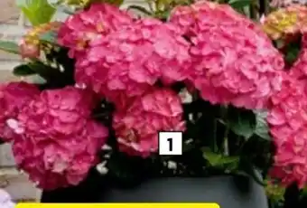 Hagebau Freilandhortensien Hydrangea Macrophylla Angebot