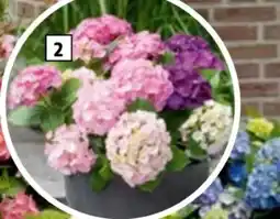 Hagebau Bauernhortensie Three Sisters Hydrangea Angebot