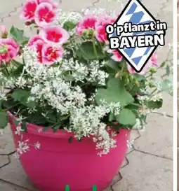 Hagebau Bepflanzte Schalen Angebot