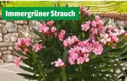 Hagebau Bepflanzte Schalen Angebot