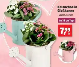 Thomas Philipps Kalanchoe in Gießkanne Angebot