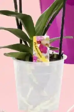 Thomas Philipps Orchideentopf Angebot