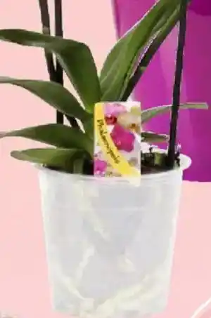 Thomas Philipps Orchideentopf Angebot