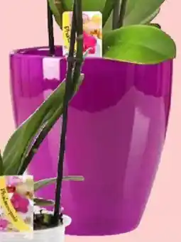 Thomas Philipps Orchideenübertopf Angebot