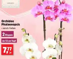 Thomas Philipps Orchidee Phalaenopsis Angebot