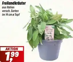 Simmel Freilandkräuter Angebot