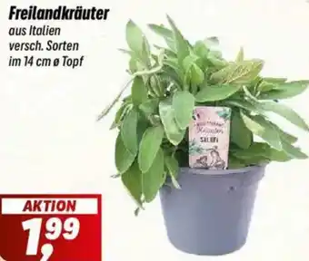Simmel Freilandkräuter Angebot