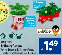 Aldi Süd GARDENLINE Erdbeerpflanzen Angebot