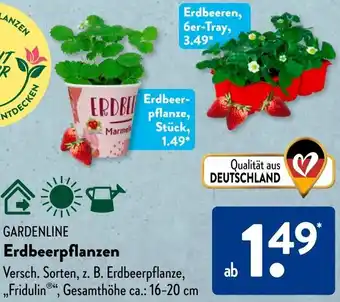 Aldi Süd GARDENLINE Erdbeerpflanzen Angebot