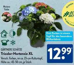 Aldi Süd GÄRTNERS SCHÄTZE Tricolor-Hortensie XL Angebot