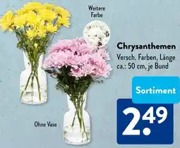 Aldi Süd Chrysanthemen Angebot