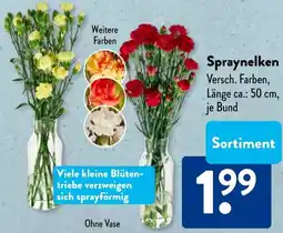 Aldi Süd Spraynelken Angebot