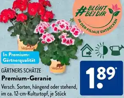 Aldi Süd GÄRTNERS SCHÄTZE Premium-Geranie Angebot