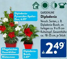 Aldi Süd GARDENLINE Dipladenia Angebot