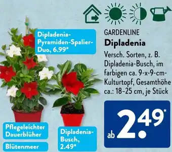 Aldi Süd GARDENLINE Dipladenia Angebot