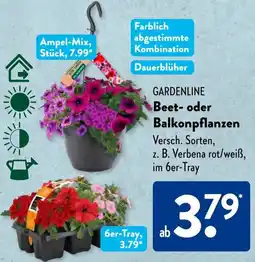 Aldi Süd GARDENLINE Beet- oder Balkonpflanzen Angebot