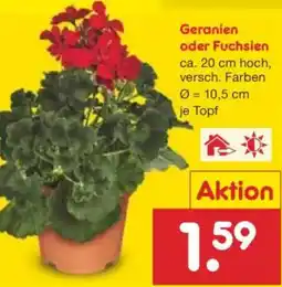Netto Marken-Discount Geranien oder Fuchsien Angebot