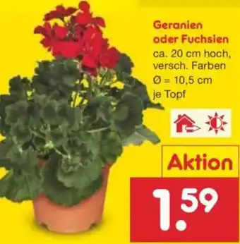 Netto Marken-Discount Geranien oder Fuchsien Angebot