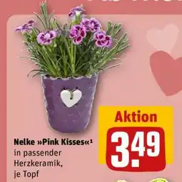 REWE Nelke „Pink Kisses“ Angebot