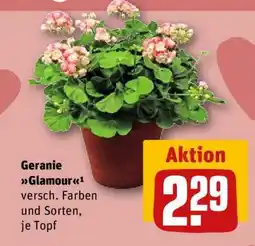REWE Geranie Glamour Angebot
