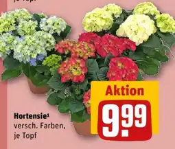 REWE Hortensie Angebot