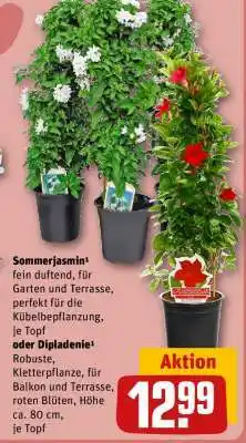 REWE Sommerjasmin oder Dipladenie Angebot