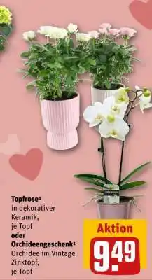 REWE Topfrose oder Orchideengeschenk Angebot