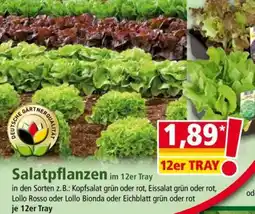 Norma Salatpflanzen Angebot