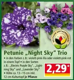 Norma Petunie „Night Sky“ Trio Angebot