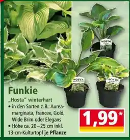 Norma Funkie Angebot