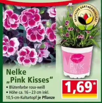 Norma Nelke „Pink Kisses“ Angebot