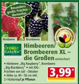 Norma Himbeeren/ Brombeeren XL – die Großen Angebot