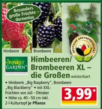 Norma Himbeeren/ Brombeeren XL – die Großen Angebot