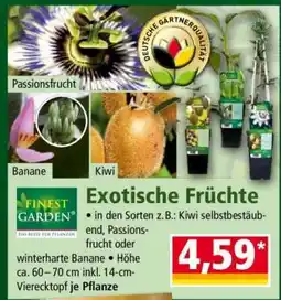 Norma Exotische Früchte Angebot