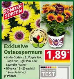 Norma Exklusive Osteospermum Angebot