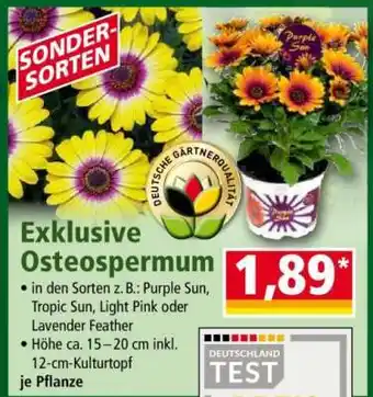 Norma Exklusive Osteospermum Angebot