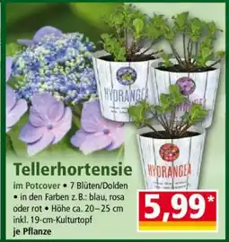 Norma Tellerhortensie Angebot