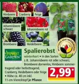 Norma Spalierobst Angebot