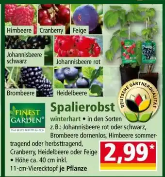 Norma Spalierobst Angebot