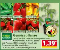 Norma Gemüsepflanze Angebot