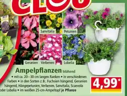 Norma Ampelpflanzen Angebot