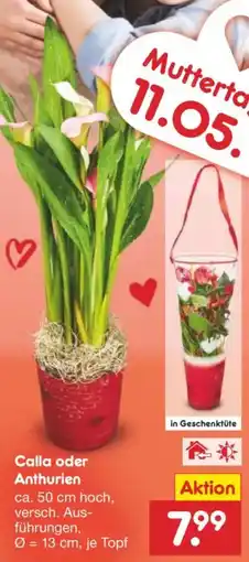 Netto Marken-Discount Calla oder Anthurien Angebot