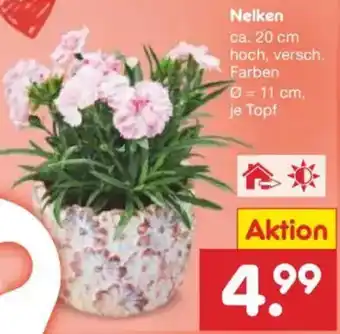 Netto Marken-Discount Nelken Angebot